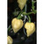 Habanero White F1 Habanero White F1