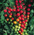 Super Sweet 100 tomato seeds Super Sweet 100 tomato seeds