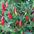 African Bird's Eye chili seeds African Bird's Eye chili seeds