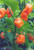 Habanero Orange Habanero Orange