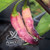 Fantomas Multicolor chili seeds Fantomas Multicolor chili seeds