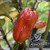Pimenta Puma chili seeds Pimenta Puma chili seeds