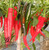 Prik Mun chili seeds Prik Mun chili seeds