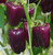Snack Pepper Purple paprika seeds Snack Pepper Purple paprika seeds