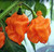 Maldivian Heart Orange chili seeds Maldivian Heart Orange chili seeds