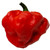 Scotch Bonnet Foodarama Red chili seeds Scotch Bonnet Foodarama Red chili seeds