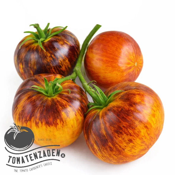 Alice's Dream tomatenzaden