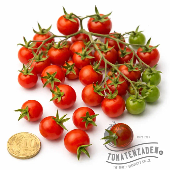 Mexico Midget tomatenzaden