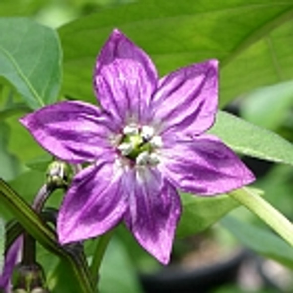 Black Hungarian flower