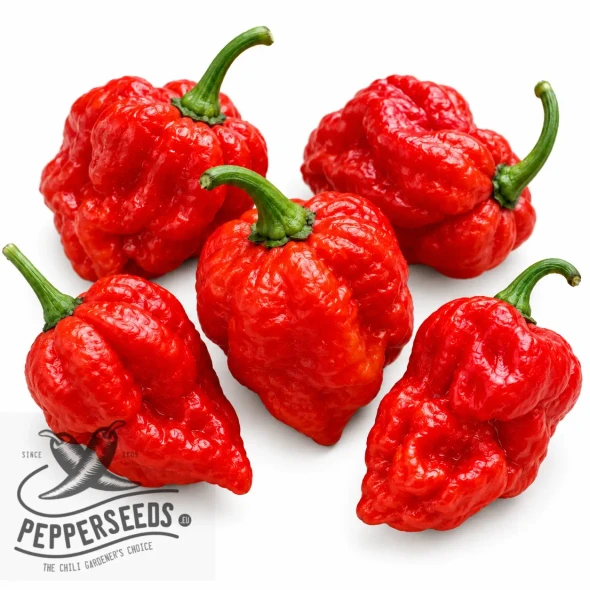 7 Pot Red chili seeds