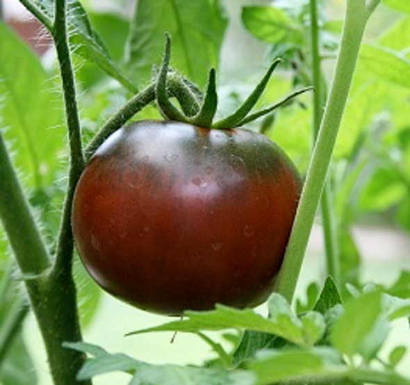 Black Krim