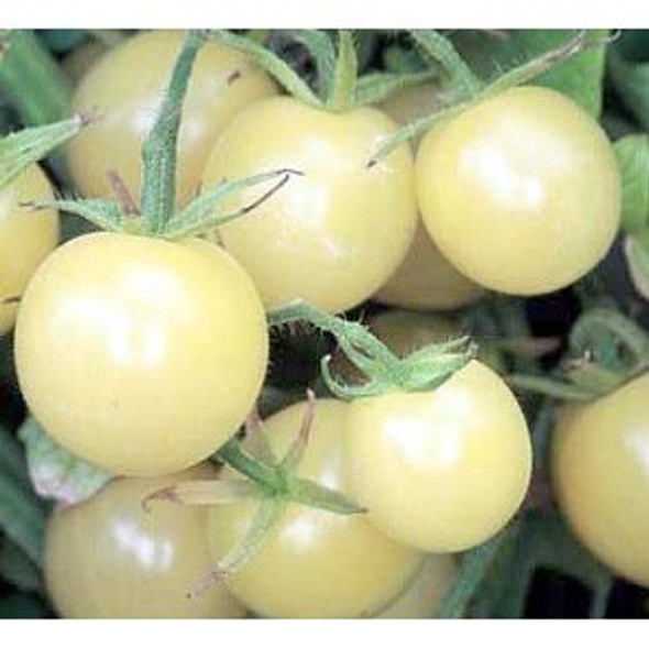 White Cherry tomato seeds