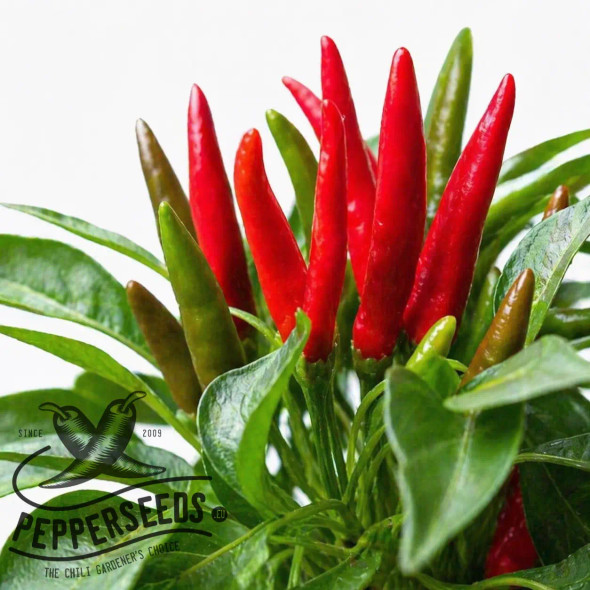 Santaka chili seeds