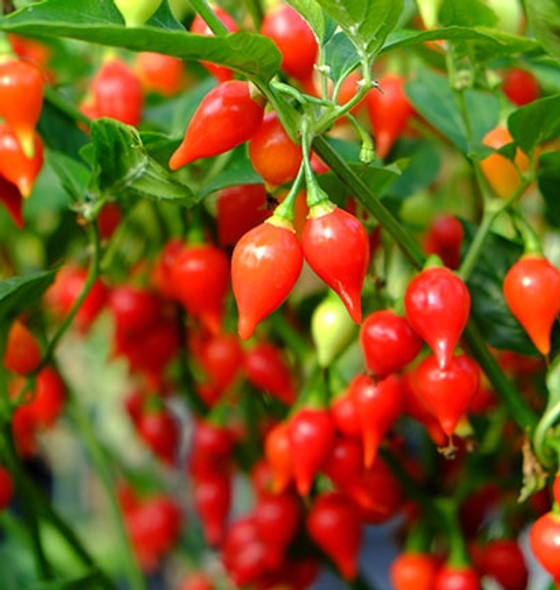 Biquinho Red chili seeds