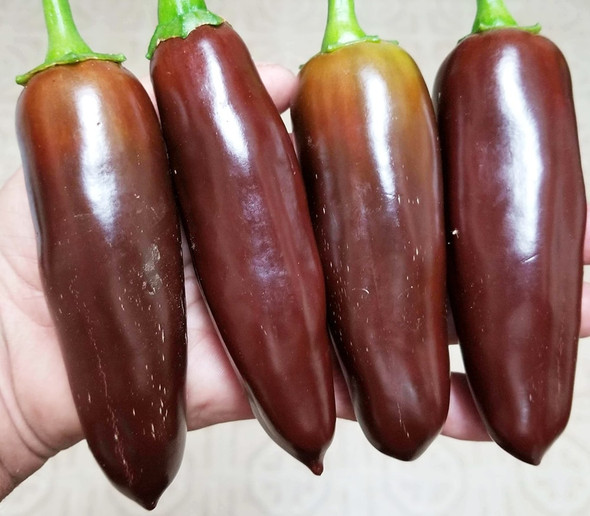 Jalapeno Brown