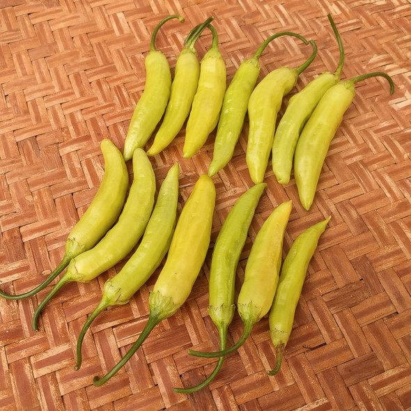 Aji Marchant chili seeds