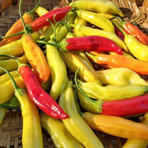 Aji Marchant chili seeds