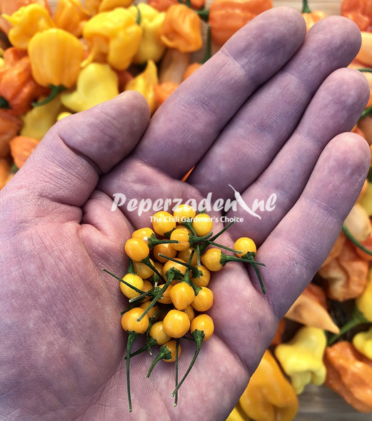 Aji Charapita chili seeds