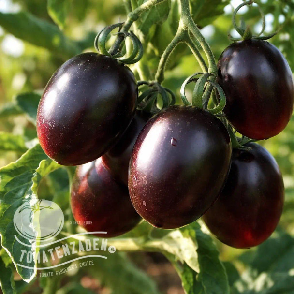 Nightshade F1 tomatenzaden