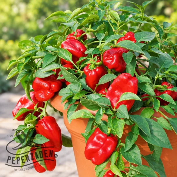 Paprikazaden Redskin F1 Patio Red Skin