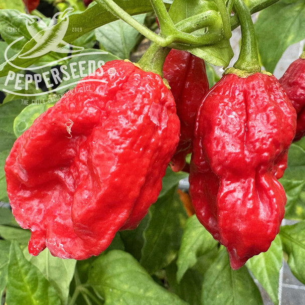 Mutant X chili seeds