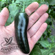 Jalapeno Black Magic