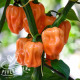Habanero Pink F1