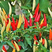 Closeup van een plant met capsicum annuum