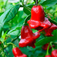 Closeup van een plant met capsicum baccatum