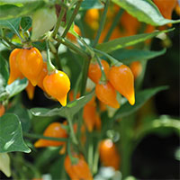 Closeup van een plant met capsicum chinense