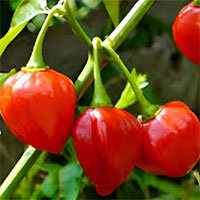 Closeup van een plant met capsicum pubescens