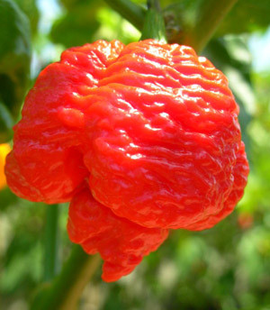 7 Pod Brain Strain chili seeds
