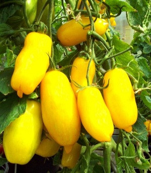 carolina jasmine plant Carolina Jessamine Vine