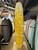 9'3 DEAD KOOKS CASBAH LONGBOARD (B2765) 9'3 DEAD KOOKS CASBAH LONGBOARD (B2765)