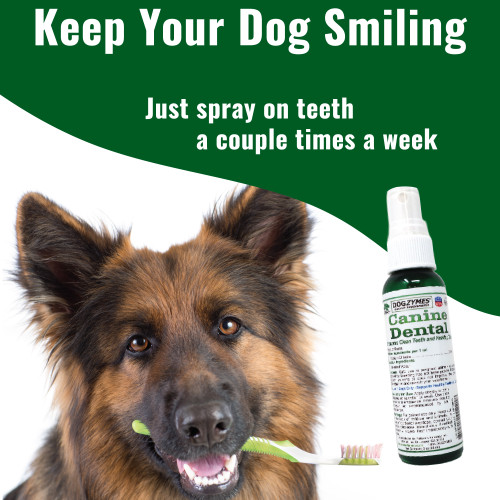 Canine Dental Formula Teeth and Gum