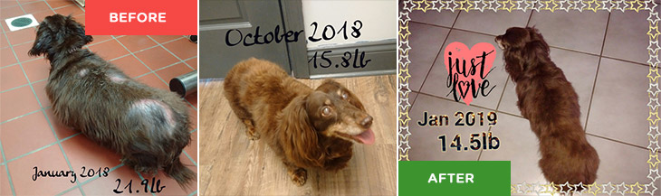 Doxie - Before and After