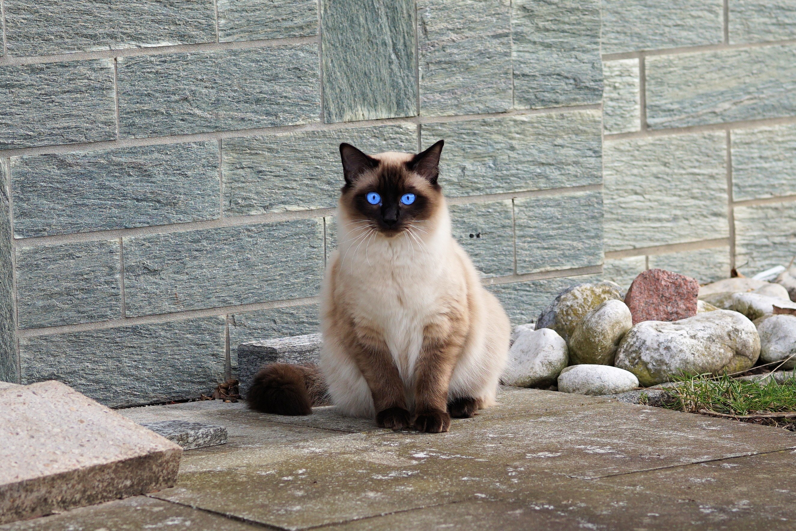 breed-cat-cat-cat-portrait-cat-s-eyes-357174.jpg