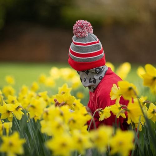 10 Fun Daffodil Facts for Kids!