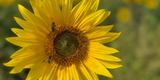 Five Reasons We Need to Create a Buzz About Bees this World Bee Day