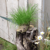 5 Easy Steps to Making a Grass Hedgehog