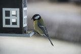 Gardening with kids: How to create fun and educational wildlife habitats at home