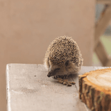 10 Facts about Hedgehogs you need to know!