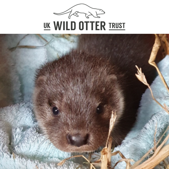 Congratulations! You have adopted an Otter from the UK Wild Otter Trust