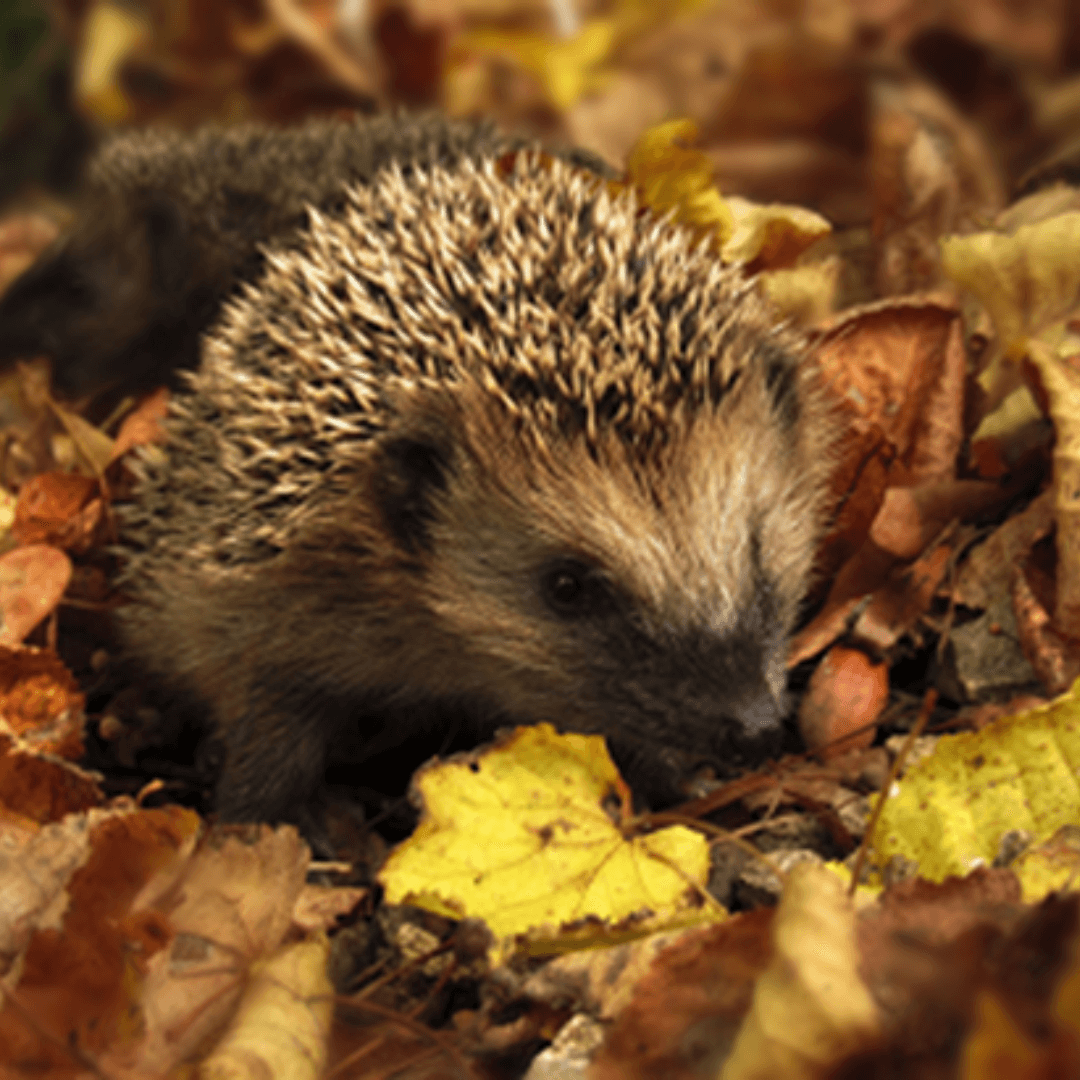 Six easy tips to care for hedgehogs Spotty Otter