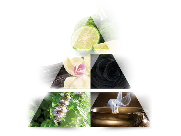 Head notes
pear, bergamot, tangelo, lychee, raspebrry

 

Heart notes
vanilla, black rose, passion fruit, strawberry

 

Base notes
patchouli, papyrus, incense, praline, vanilla, caramel, coffee, coumarin, liquorice