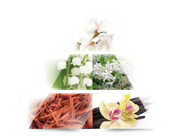 Head notes
magnolia, melon, peach, pear, bergamot

 

Heart notes
tuberose, plum, violet, orchid, jasmine, lily of the valley, rose

 

Base notes
musk, sandalwood, vanilla