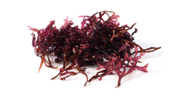 11 Surprising Sea Moss Benefits 