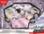 Houndstone EX Box - Pokémon TCG