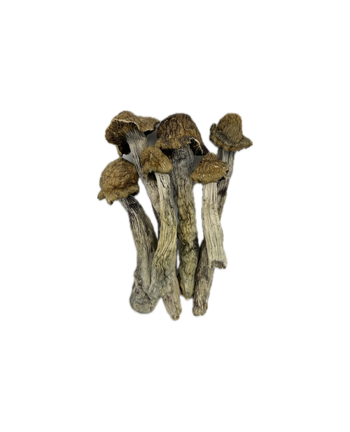 a bouquet of dried penis envy shrooms