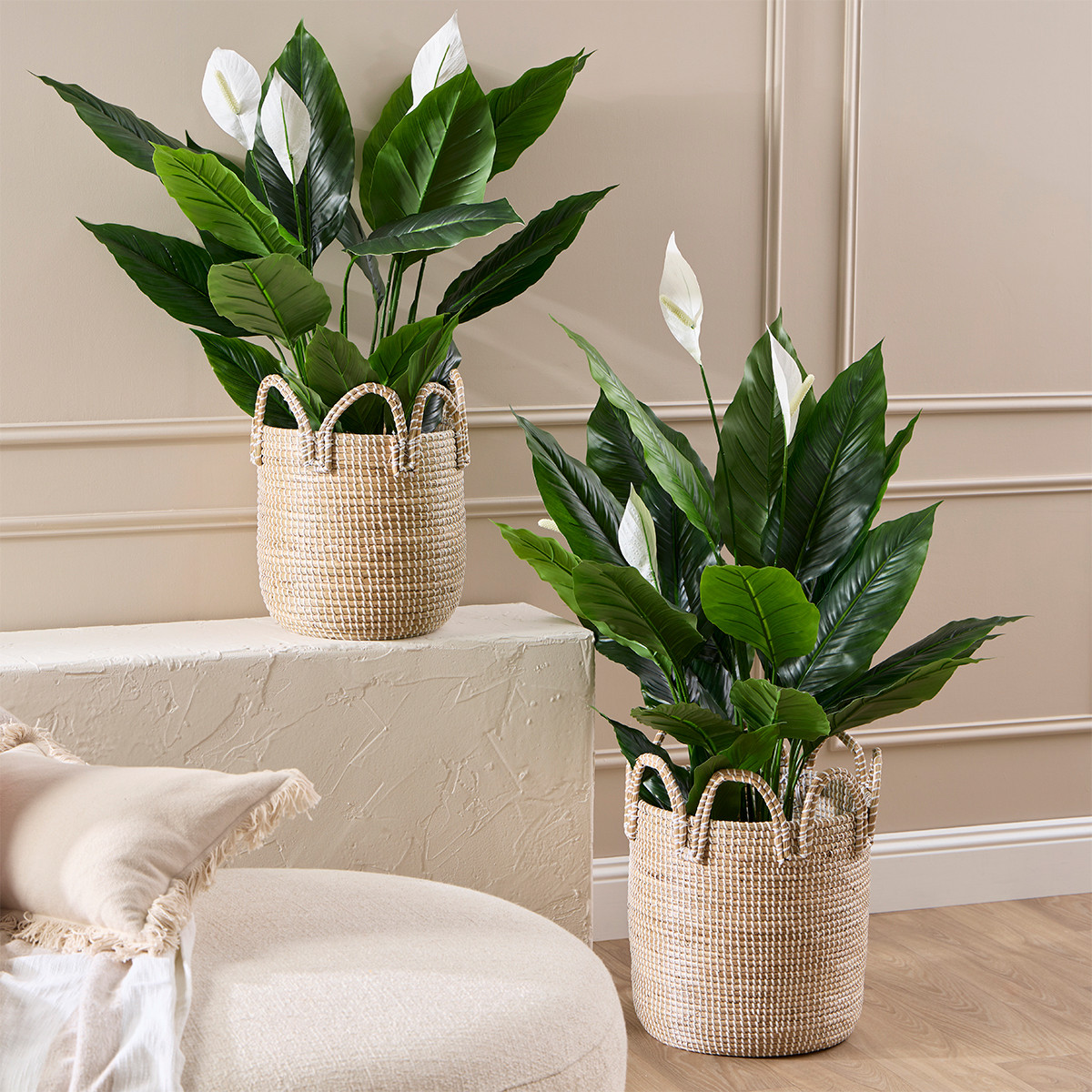 peace lily plants for sale Peace Lily